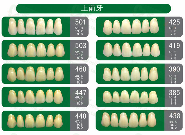 SA31 Acrylic Resin Teeth Three